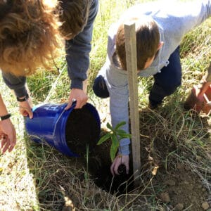 Planting Sapling