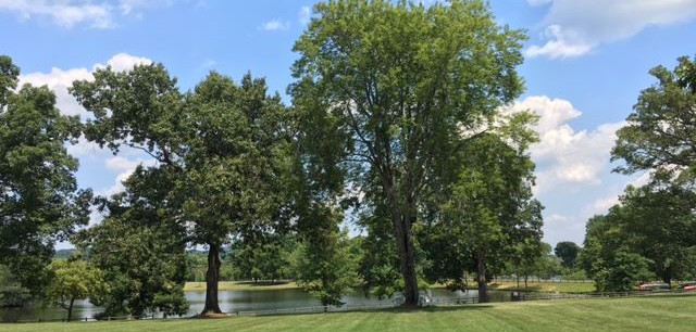 campus trees