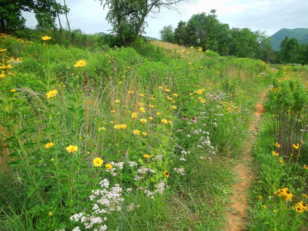 Pollinator Meadow